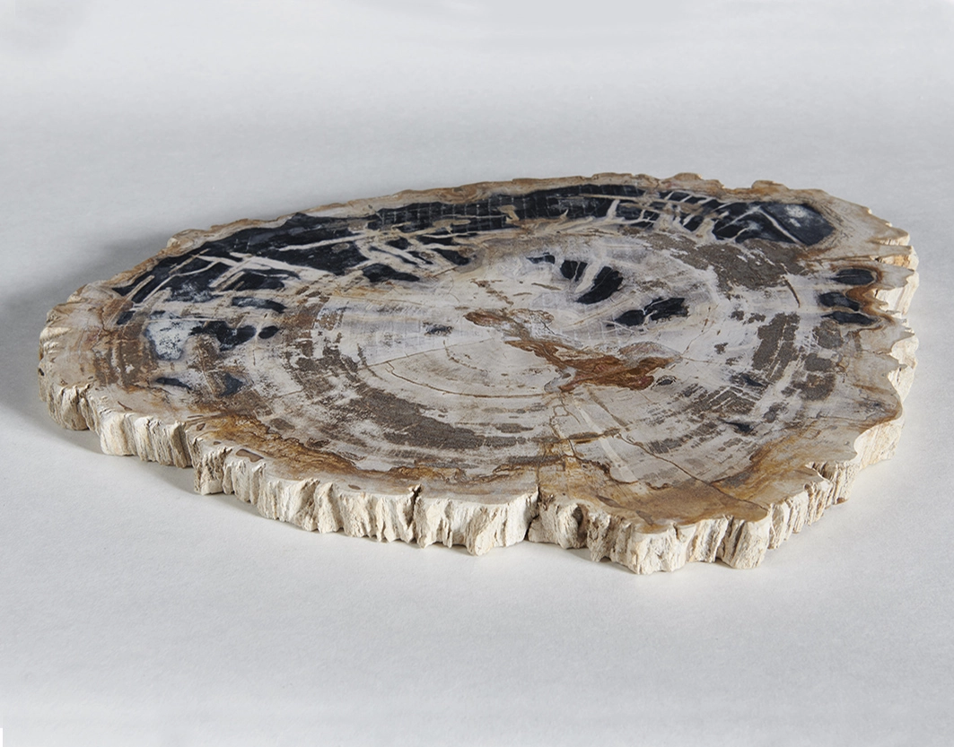 столешница для кофейного столика  из окаменелого дерева 46х35х2,5