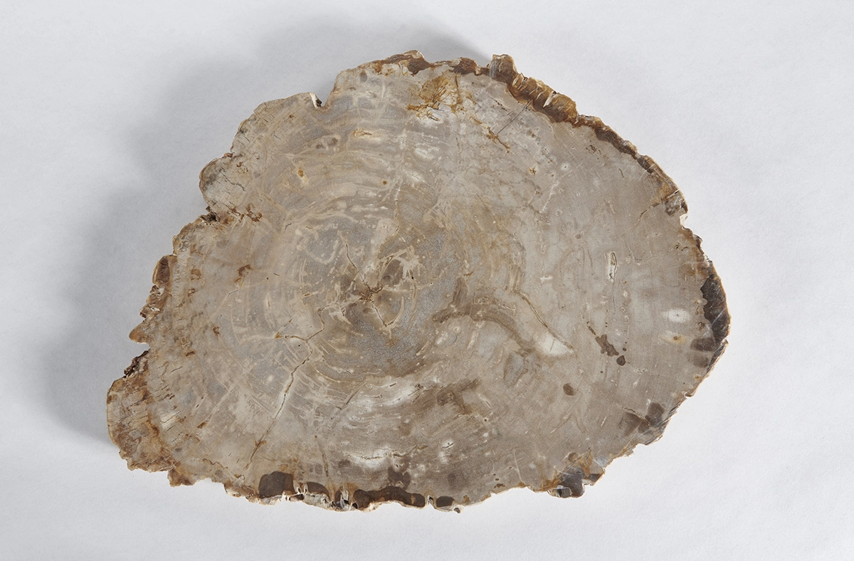 столешница для кофейного столика  из окаменелого дерева 50х38х3