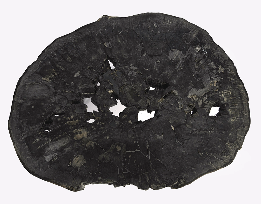 столешница для журнального столика  из окаменелого дерева 105х85х7