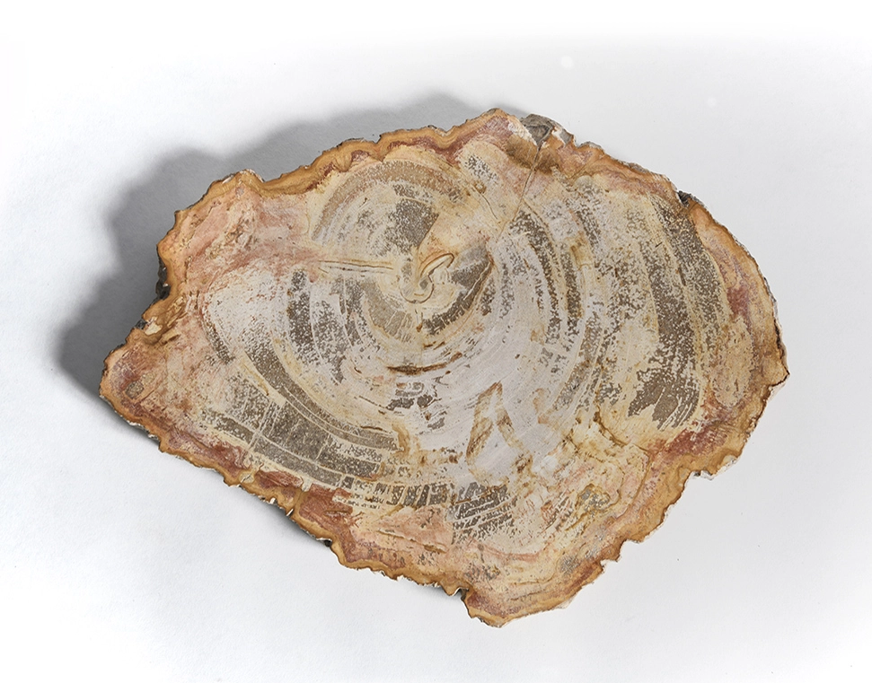 столешница для кофейного столика  из окаменелого дерева 31х25х2,5