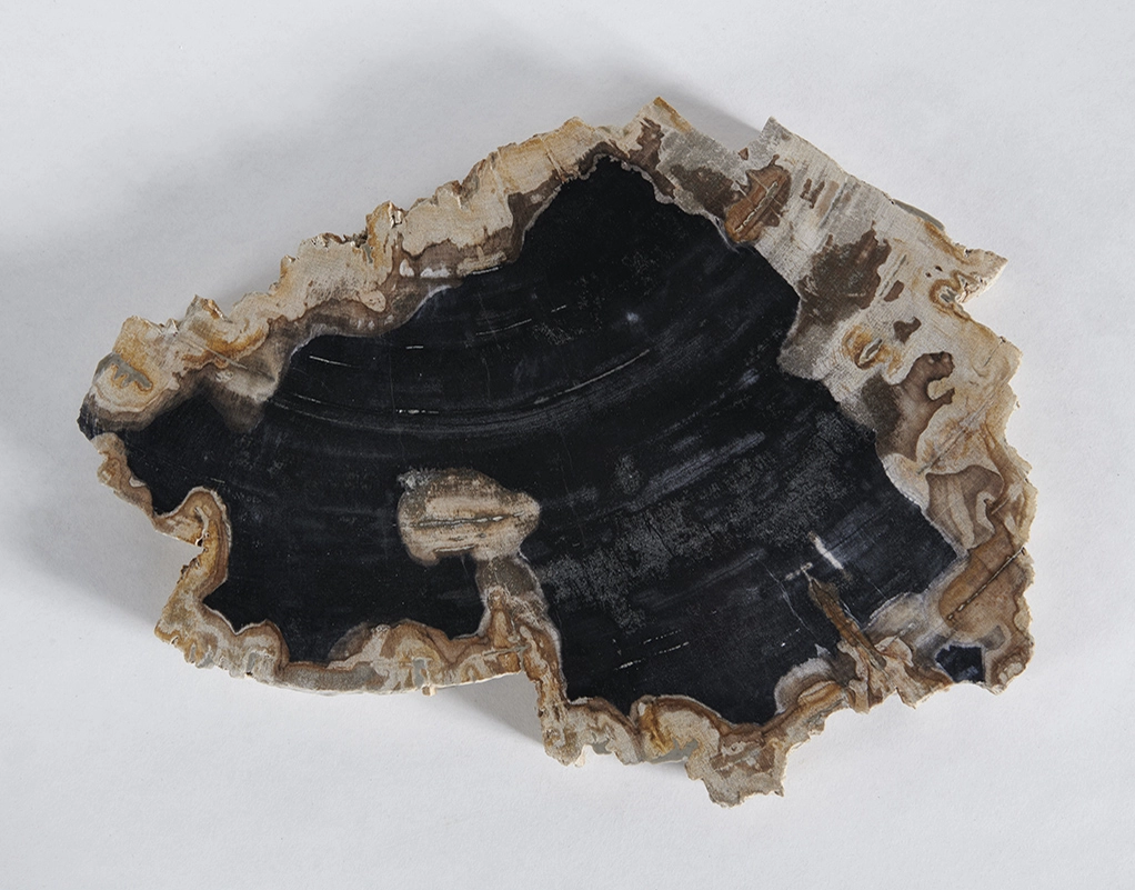 столешница для кофейного столика  из окаменелого дерева 41х30х3,5