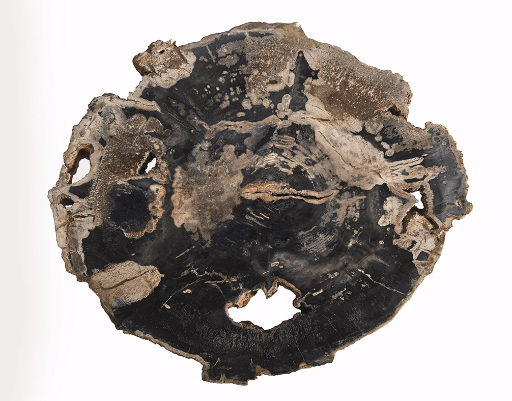 столешница для журнального столика  из окаменелого дерева 95х83х5