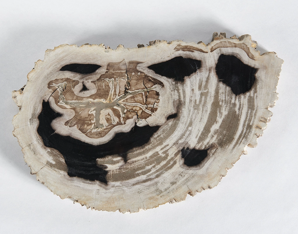 столешница для кофейного столика  из окаменелого дерева 50х30х3