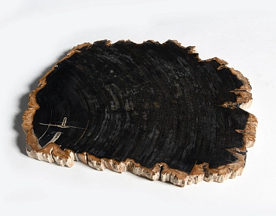 столешница для кофейного столика  из окаменелого дерева 36х32х2,5