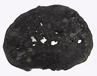 столешница для журнального столика  из окаменелого дерева 105х85х7