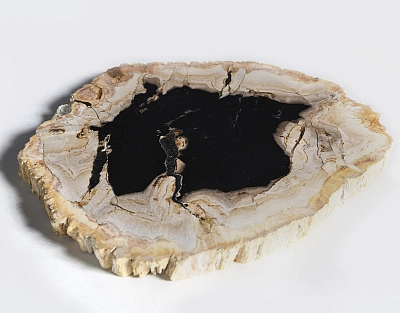 столешница для кофейного столика  из окаменелого дерева 34х31х2,5