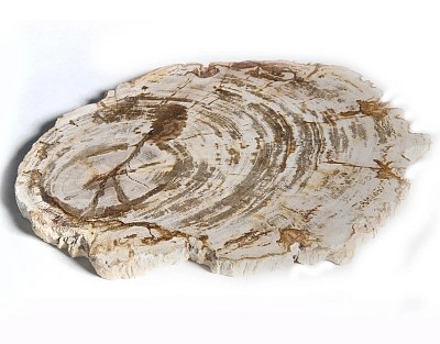 столешница для кофейного столика  из окаменелого дерева 33х23х2